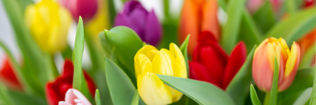 ästhetische Blumen