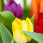 ästhetische Blumen