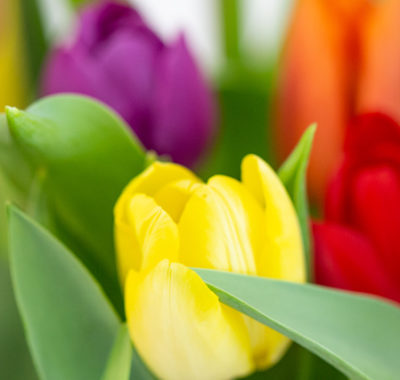 ästhetische Blumen